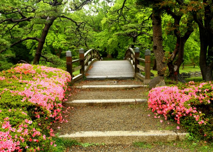 A wooden bridge at Hamarikyu Gardens. Leading up to it, there are hydrangea bushes on either side.